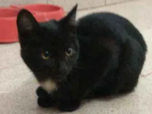 Gato raça Sem raça definida idade 2 a 6 meses nome Gael