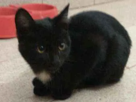 Gato ra a Sem raça definida idade 2 a 6 meses nome Gael