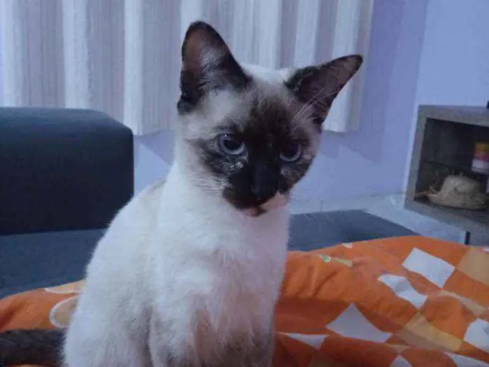 Gato ra a Indefinida idade 1 ano nome Cacau