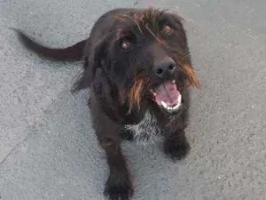 Cachorro raça Sem raça  idade 6 ou mais anos nome Lessy