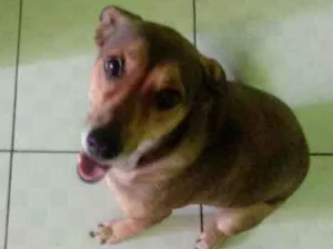 Cachorro raça SRD idade 3 anos nome Belinha