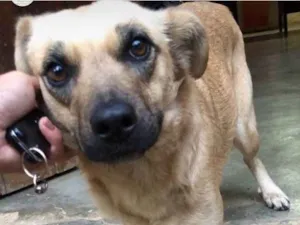 Cachorro raça SRD-ViraLata idade 7 a 11 meses nome Lara