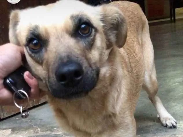 Cachorro ra a SRD-ViraLata idade 7 a 11 meses nome Lara