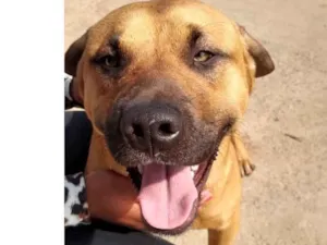 Cachorro raça SRD-ViraLata idade 7 a 11 meses nome Russo