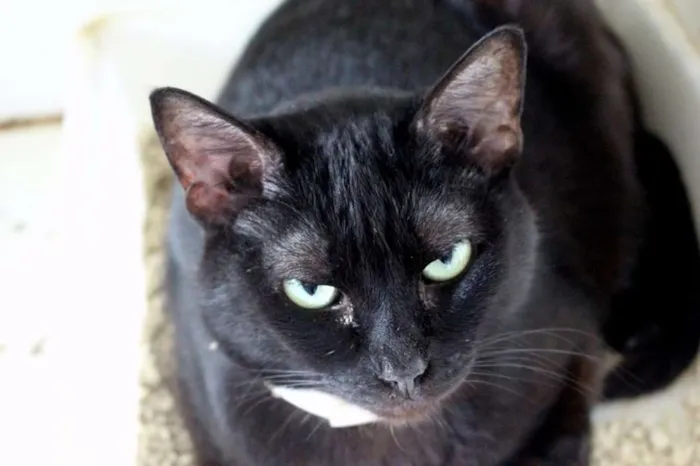 Gato raça SRD idade 6 ou mais anos nome Alegre