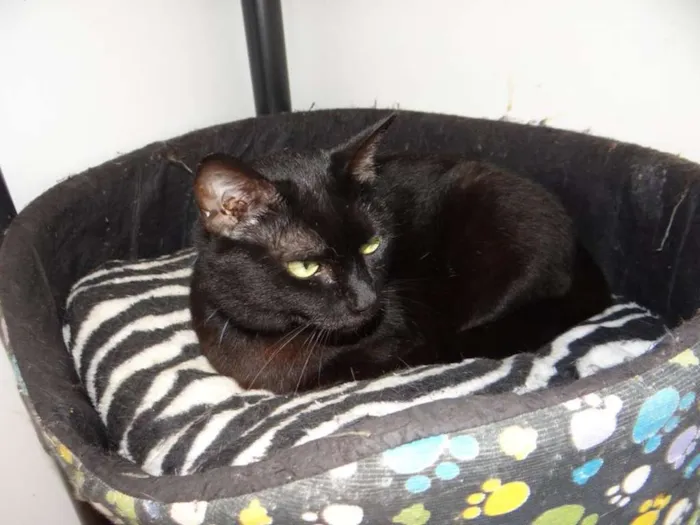 Gato raça SRD idade 6 ou mais anos nome Alegre