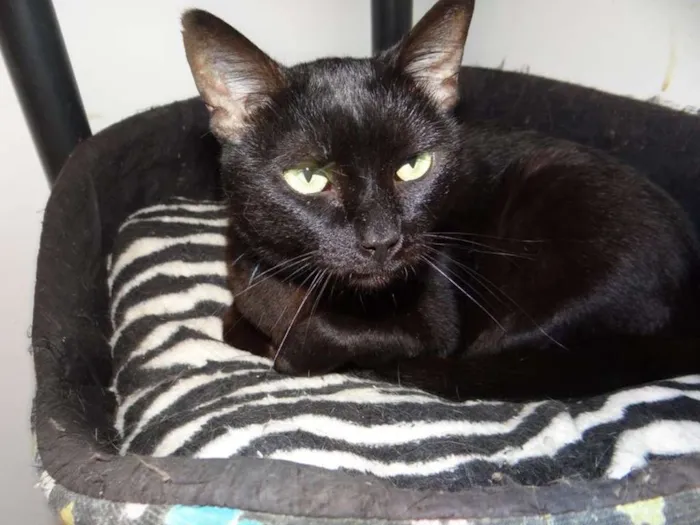 Gato raça SRD idade 6 ou mais anos nome Alegre