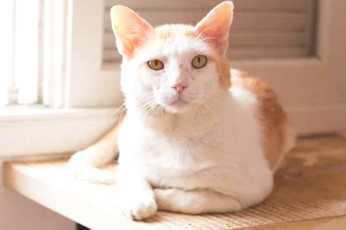 Gato raça SRD idade 5 anos nome Badauí