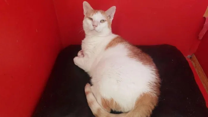 Gato raça SRD idade 5 anos nome Badauí
