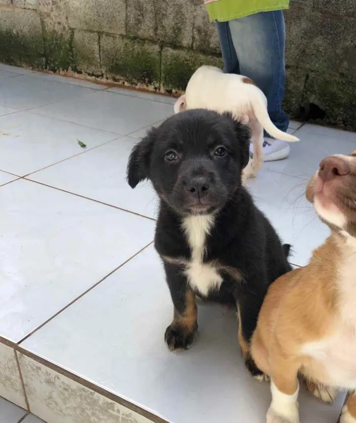 Cachorro ra a SRD idade 2 a 6 meses nome Boby