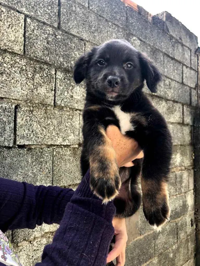 Cachorro ra a SRD idade 2 a 6 meses nome Boby