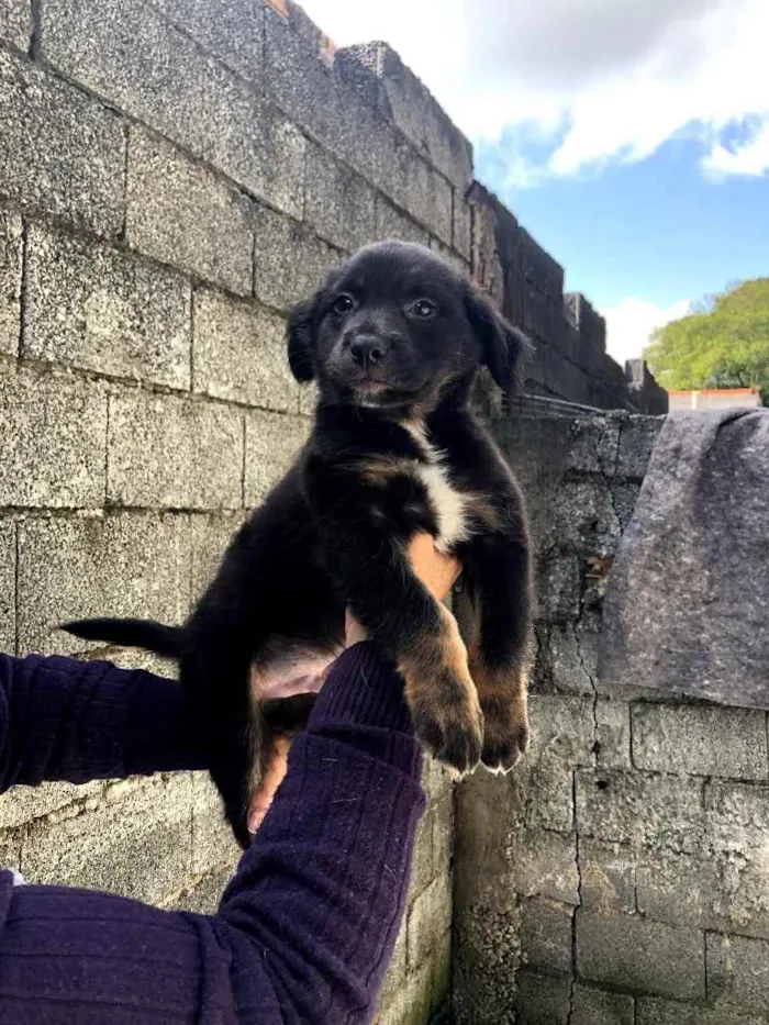 Cachorro ra a SRD idade 2 a 6 meses nome Boby