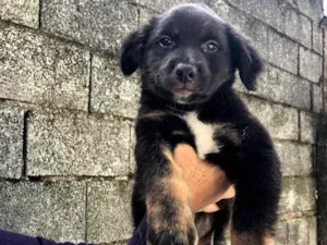 Cachorro raça SRD idade 2 a 6 meses nome Boby