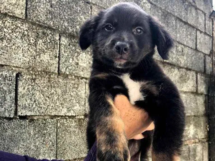 Cachorro ra a SRD idade 2 a 6 meses nome Boby