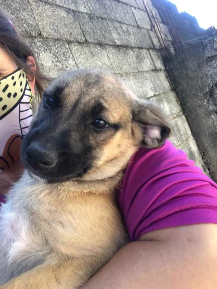 Cachorro ra a SRD idade 2 a 6 meses nome Baby