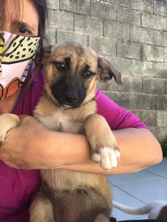 Cachorro ra a SRD idade 2 a 6 meses nome Baby