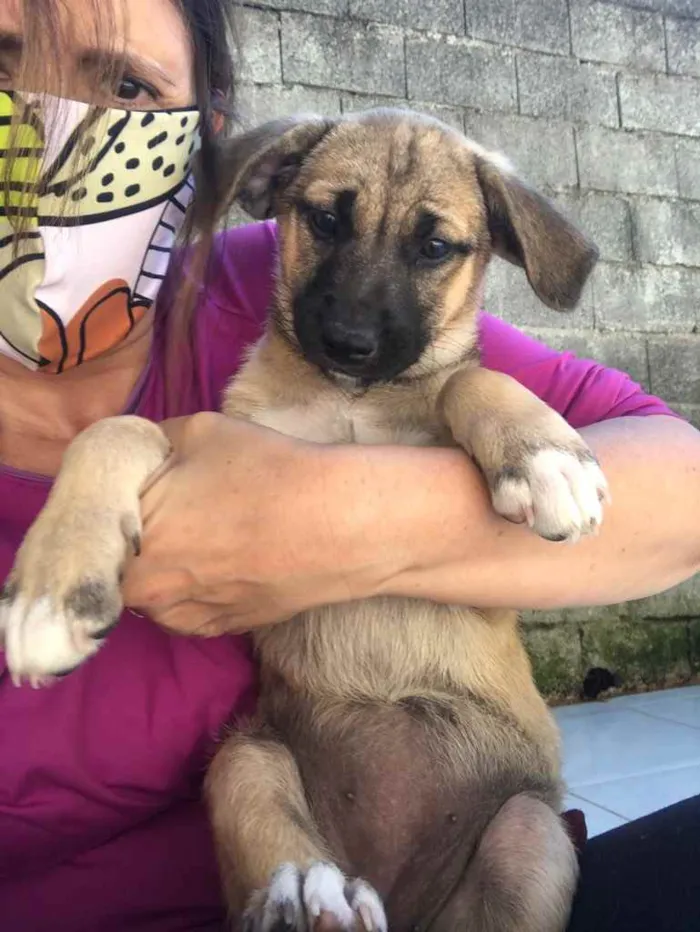 Cachorro ra a SRD idade 2 a 6 meses nome Baby