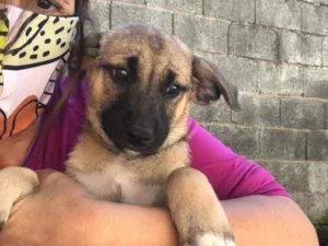 Cachorro raça SRD idade 2 a 6 meses nome Baby