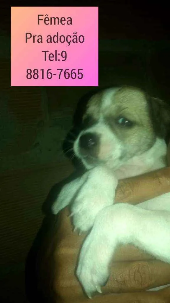 Cachorro raça Srd idade Abaixo de 2 meses nome Filhote