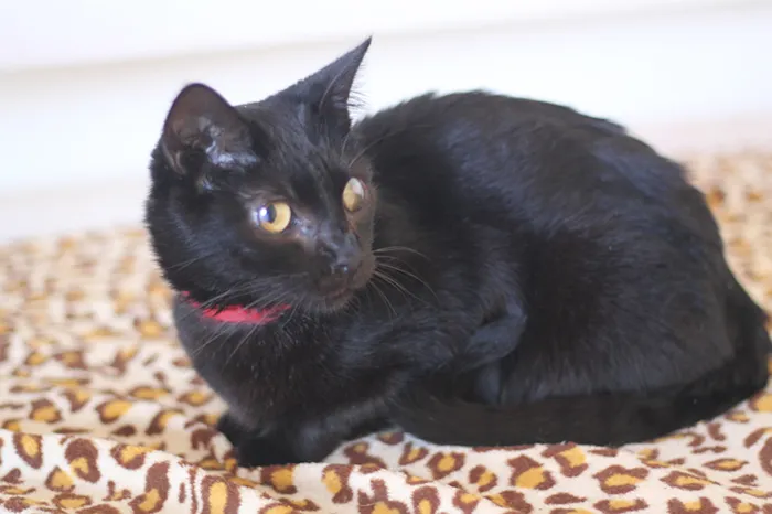 Gato raça SRD idade 6 ou mais anos nome Fiorella