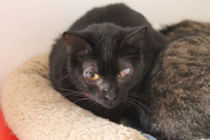 Gato raça SRD idade 6 ou mais anos nome Fiorella