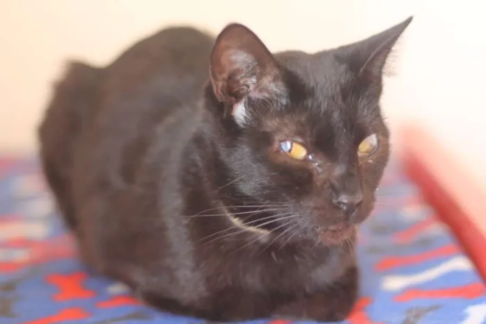 Gato raça SRD idade 6 ou mais anos nome Fiorella