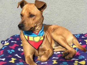 Cachorro raça Sem Raça definida  idade 1 ano nome RAUL
