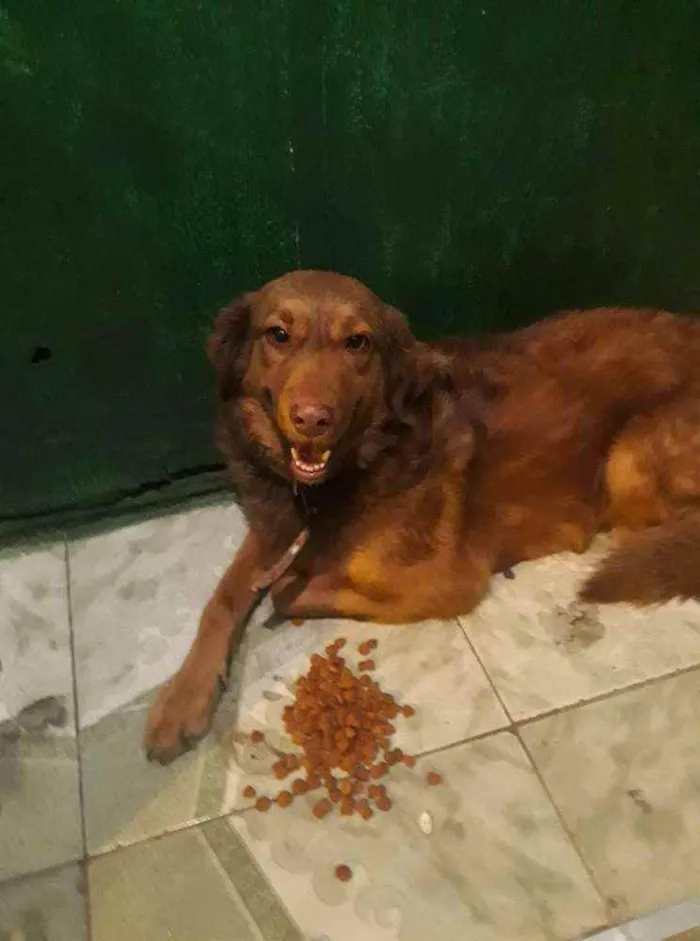Cachorro raça RNI idade 3 anos nome Mel