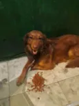 Mel
