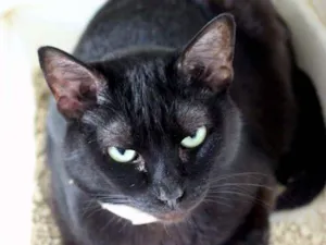 Gato raça SRD idade 6 ou mais anos nome Alegre