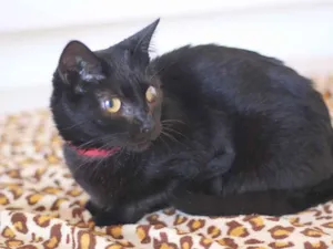 Gato raça SRD idade 6 ou mais anos nome Fiorella