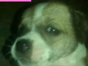 Cachorro raça Srd idade Abaixo de 2 meses nome Filhote