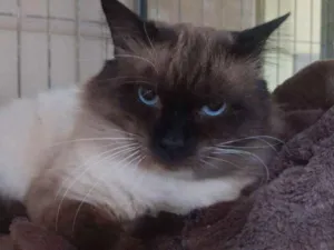 Gato raça SRD idade 2 anos nome Beto Pera