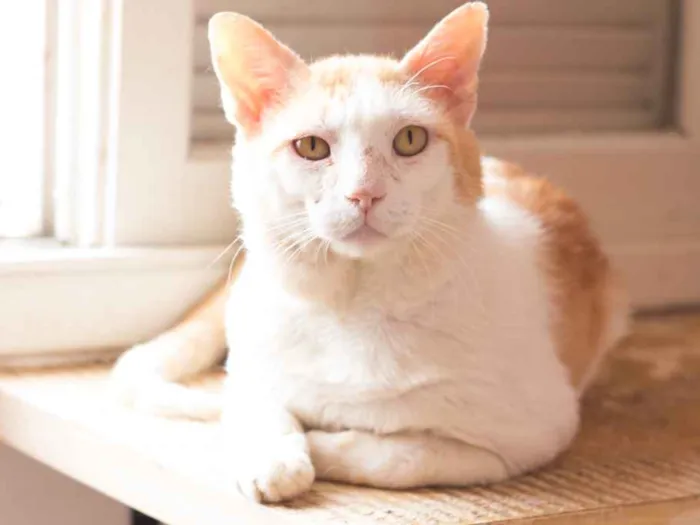 Gato raça SRD idade 5 anos nome Badauí