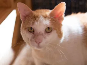 Gato raça SRD idade 5 anos nome Badauí