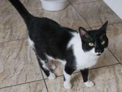 Gato raça SRD idade 6 ou mais anos nome Arthur