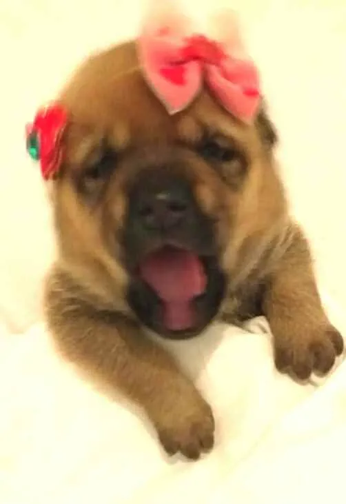 Cachorro ra a  idade Abaixo de 2 meses nome Alice 