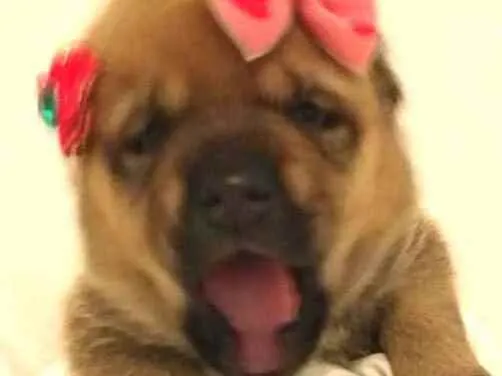 Cachorro ra a  idade Abaixo de 2 meses nome Alice 