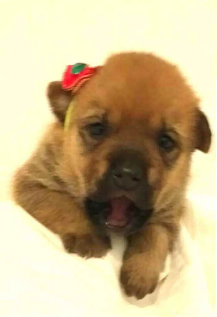 Cachorro ra a  idade Abaixo de 2 meses nome Alice 