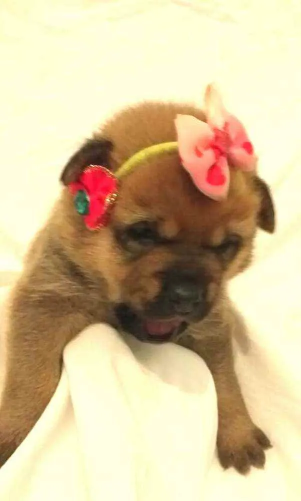Cachorro ra a  idade Abaixo de 2 meses nome Alice 