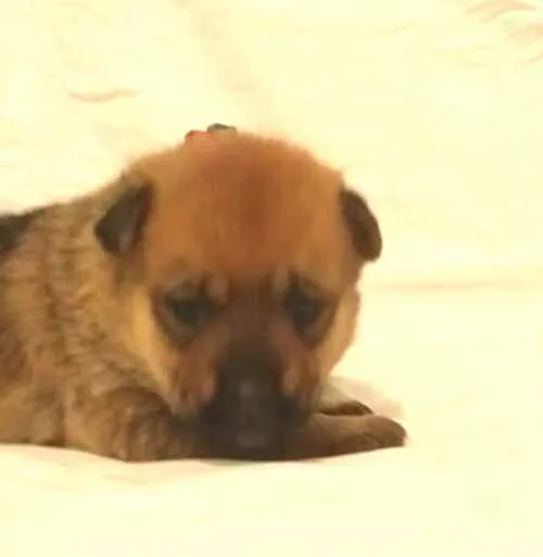 Cachorro ra a  idade Abaixo de 2 meses nome Alice 