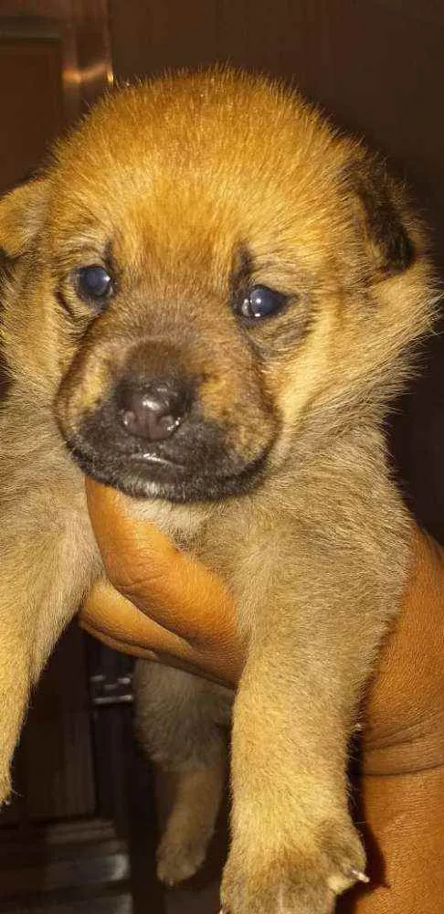 Cachorro ra a  idade Abaixo de 2 meses nome Alice 