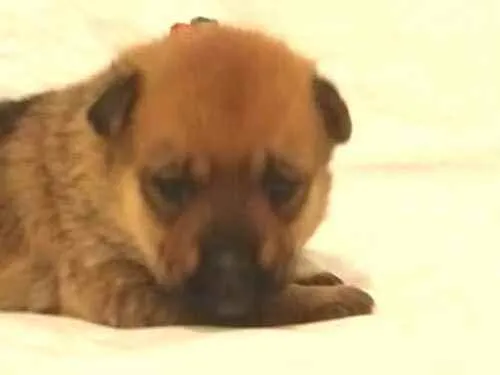 Cachorro ra a  idade Abaixo de 2 meses nome Alice 