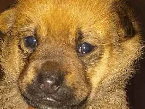 Cachorro ra a  idade Abaixo de 2 meses nome Alice 