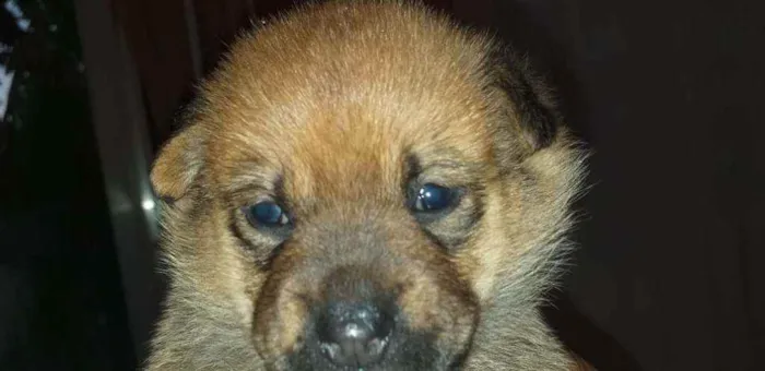 Cachorro ra a  idade Abaixo de 2 meses nome Alice 