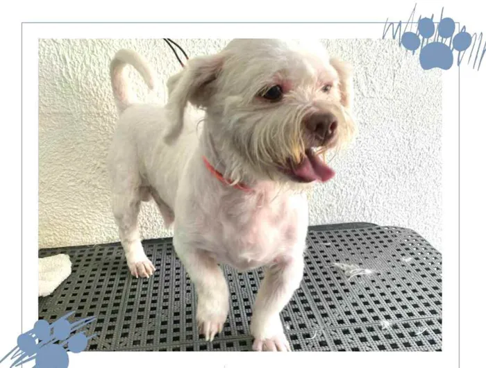 Cachorro ra a Shitzu idade 3 anos nome Pingo 