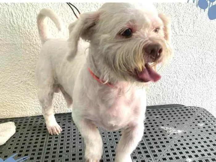 Cachorro ra a Shitzu idade 3 anos nome Pingo 