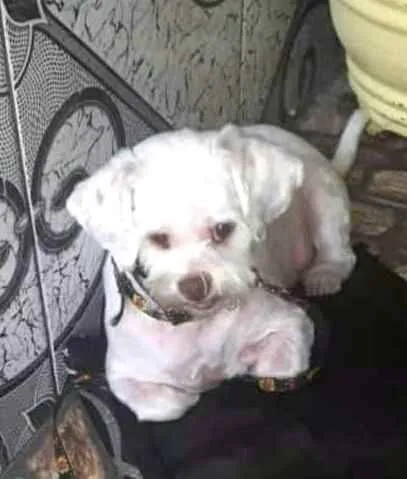 Cachorro ra a Shitzu idade 3 anos nome Pingo 