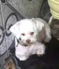 Pingo