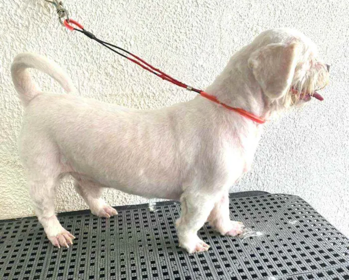 Cachorro ra a Shitzu idade 3 anos nome Pingo 